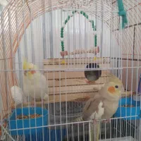 عروس هلندی دستی مولد