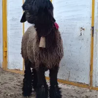 قوچ بختیاری