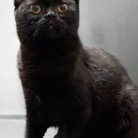 گربه بریتیش ۷ ماهه ماده