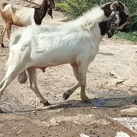 بز نر|حیوانات مزرعه|خرمشهر, |دیوار