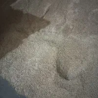 بذر جو دیم ۲تن کیلویی ۶۰ تومن