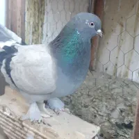 سبزپرشی
