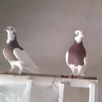 طوقی جفت|پرنده|شیراز, شهرک بهار|دیوار