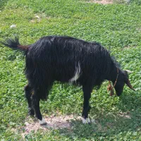 بز و بزغاله