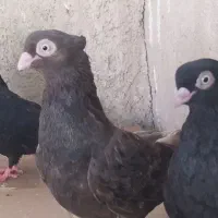 صرب ماده و نر