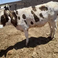 گوساله کشتاری