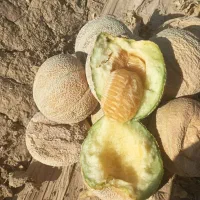 ۴۰۰ کیلو طالبی شیرین مخصوص پرواری گوسفند