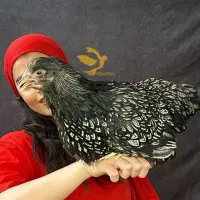 مرغ و خروس زینتی بارنولدر بارنبلدر بارانولدر