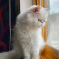 گربه پرشین سفیدماده