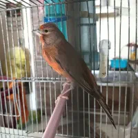 سهره سینه سرخ قناری