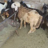 بره نر