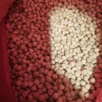 نخود آلورام