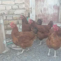 مرغ لوهمن