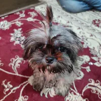 شیتزو شناسنامه دار