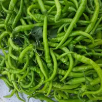 فلفل شیرین