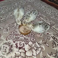 تعدادی جوجه بوقلمون سنگین وزن و جوجه مرغ