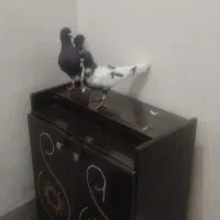 ابلغ‌ افغانی