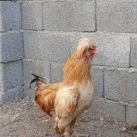 خروس سلطان
