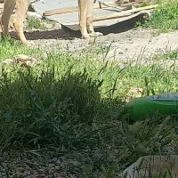 سگ  ژرمن|سگ|جونقان, |دیوار