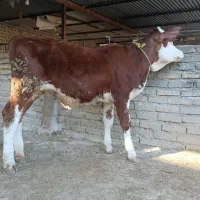 دوعدد گوساله سیمینتال ماده کور قرمز شرابی تلیس گاو