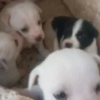 واگذاری توله های پاپی نر و ماده و پدرو مادر شون