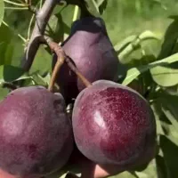 نهالستان برادران