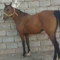 فروش مادیون