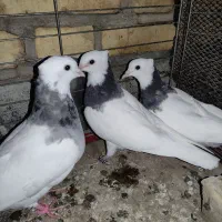 طوقی