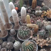 فروش گلخانه کاکتوس