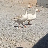 غاز نرو ماده