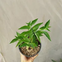 گل پدیلانتوس ابلق برگ پهن و سبز|گل و گیاه طبیعی|مرودشت, استادیوم‎|دیوار