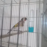 سهره جوجه قفس