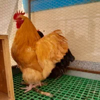 مرغ خروس اورپینگتون