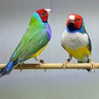 گلدین سبز