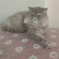 واگذاری گربه پرشین