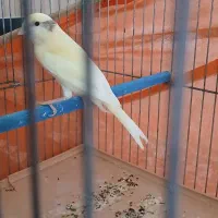 جوجه قناری موزاییکی