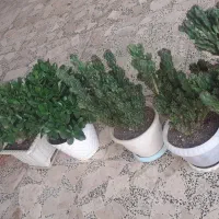 تعدادی گل زینتی به فروش می رسد