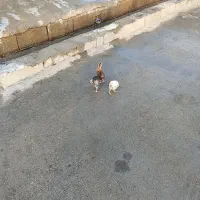 جوجه محلی