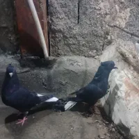 جفت دم سفید،کفتر رنگه پرشی زدو خوردی