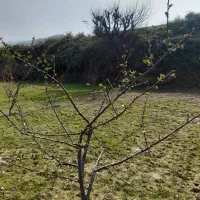 زمین ۲۳۷ متری چسبیده به آببندان  شموشک علیا|فروش زمین و ملک کلنگی|گرگان, |دیوار