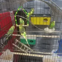 مرغ عشق نر و ماده بالغ