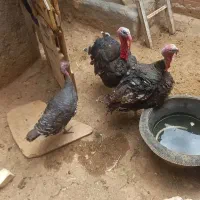 بوقلمون برنزه چاق