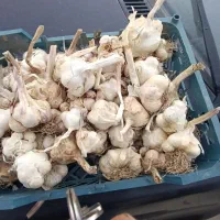 سیرتازه امسال