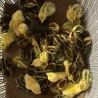 جوجه پلدرچبن ۲ روزه