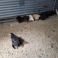مرغ تخم گذار