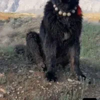 یک جفت سگ گله ای ۱۴ماهه روزگاری دهن پاک
