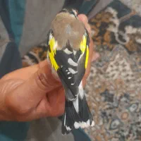 سهره . گلبسر.