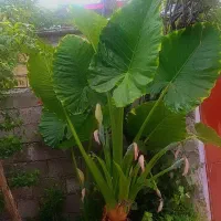 گل و گیاه
