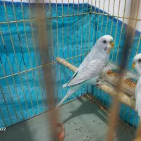 مرغ عشق|پرنده|موگرمون, |دیوار