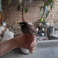 مرغ مینا رام و دستی